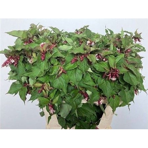 Leycesteria F Purple Rain