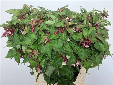 <h4>Leycesteria F Purple Rain</h4>