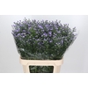 Aster Baby Blue