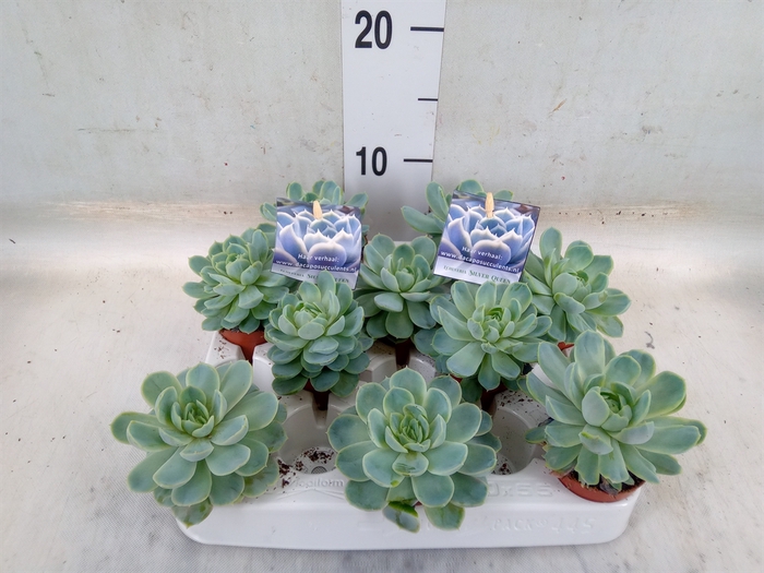 <h4>Echeveria   ...</h4>