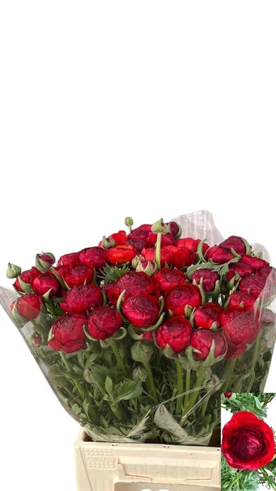 <h4>Ran Mist Red Baron</h4>