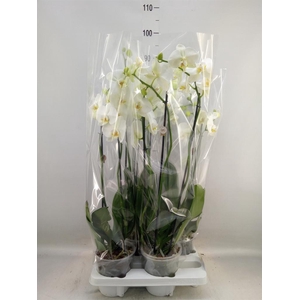 Phalaenopsis   ...white