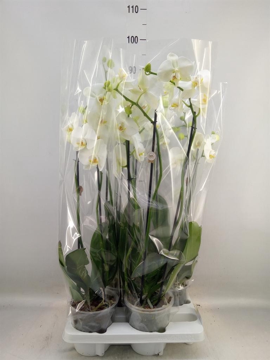 <h4>Phalaenopsis   ...white</h4>