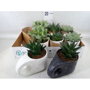 Succulents   ...