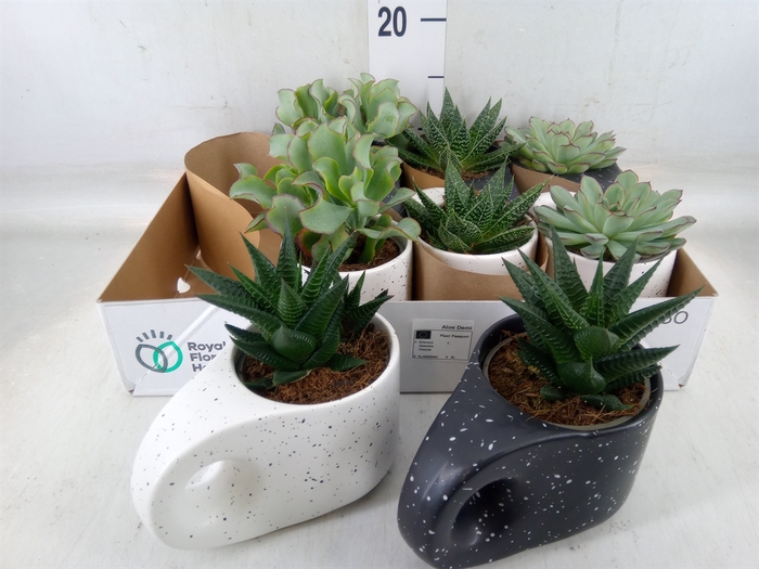 <h4>Succulents   ...</h4>