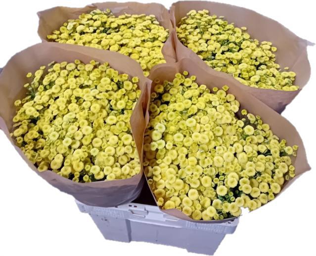 <h4>TANA PA AMAZONE</h4>