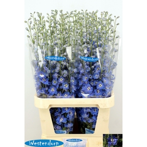 DELPH DU KI OCE BLUE