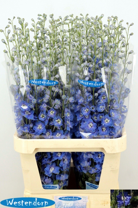 <h4>DELPH DU KI OCE BLUE</h4>