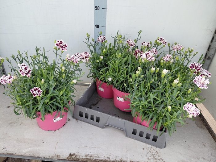 <h4>DIAN CAPITAN DIAZ</h4>