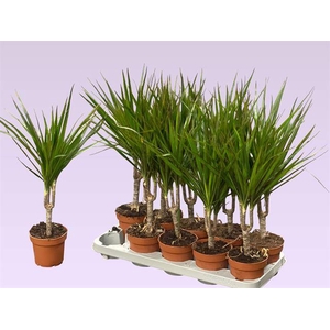DRA MARGINATA