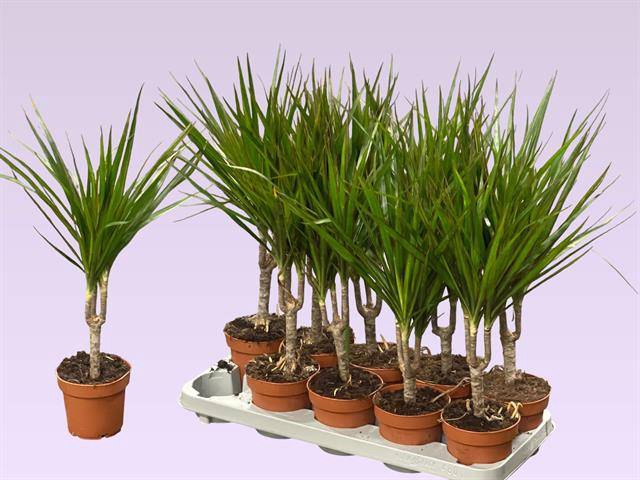 <h4>DRA MARGINATA</h4>