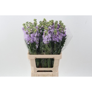 Matth Phantom Lavendel