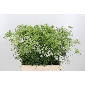 AMMI MAJUS