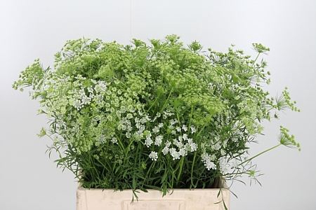 <h4>AMMI MAJUS</h4>
