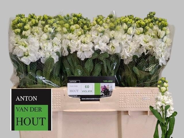 <h4>MATTH IRON WHITE</h4>