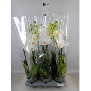 Phalaenopsis   ...white