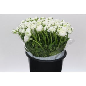 Ranunculus Elegance White