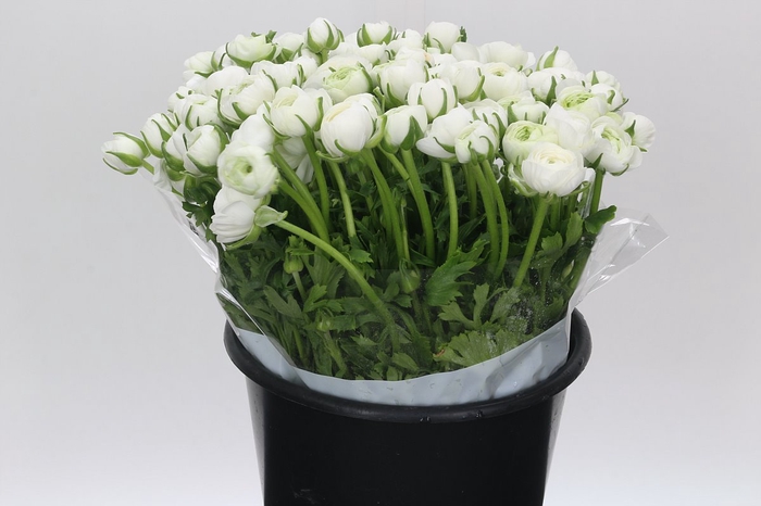 <h4>Ranunculus Elegance White</h4>