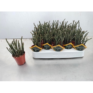 Crassula   ...