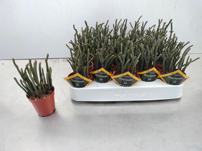 <h4>Crassula   ...</h4>