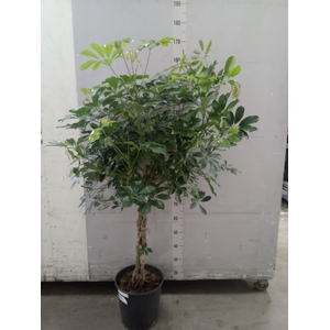 Schefflera arbor. 'Compacta'