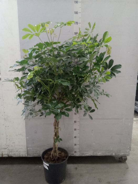 Schefflera arbor. 'Compacta'