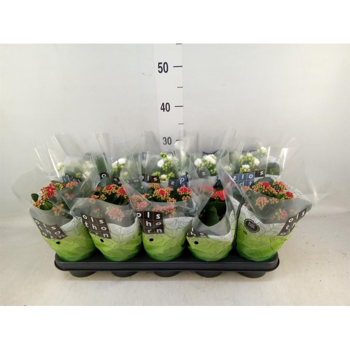 <h4>Kalanchoe blos. ..rosebud mix 2</h4>