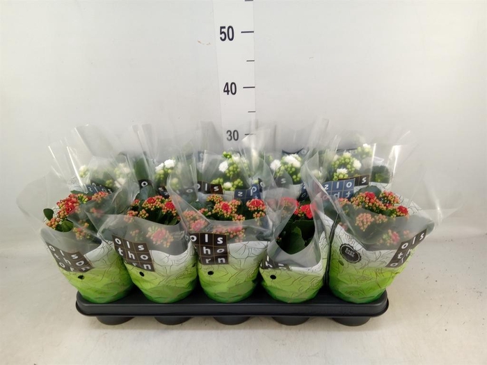 Kalanchoe blos.   ..rosebud mix  2