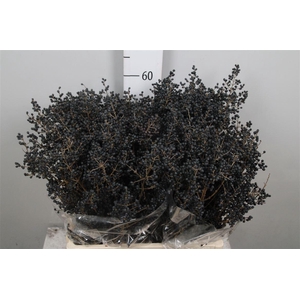 Ligustrum Ov Libelle Black