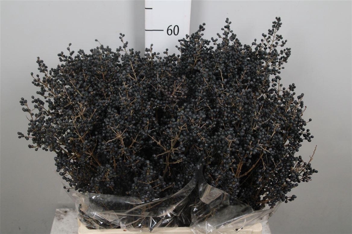 <h4>Ligustrum Ov Libelle Black</h4>