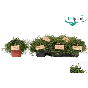 RHIPSALIS BA OASIS
