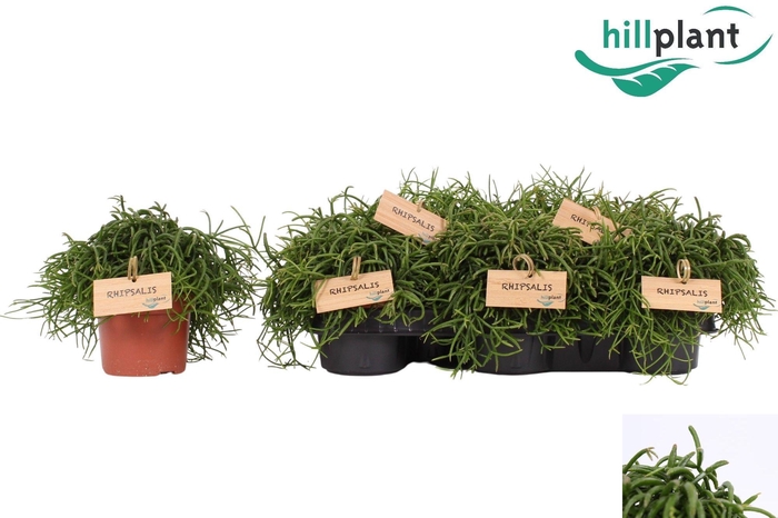 <h4>RHIPSALIS BA OASIS</h4>