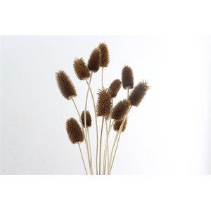 Dried Cardi Mini 12pcs Terracotta Bunch