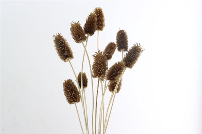 <h4>Dried Cardi Mini 12pcs Terracotta Bunch</h4>