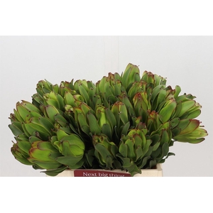 Leucad Laurel Yellow