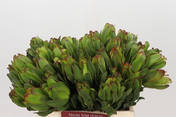 <h4>Leucad Laurel Yellow</h4>