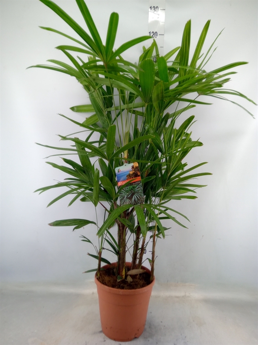 <h4>Rhapis excelsa</h4>