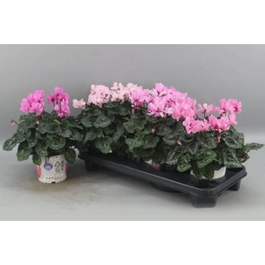 CYCL KL PETIT MOULIN