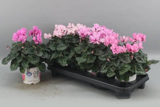 <h4>CYCL KL PETIT MOULIN</h4>