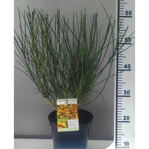 Cytisus Anderanus Splendens