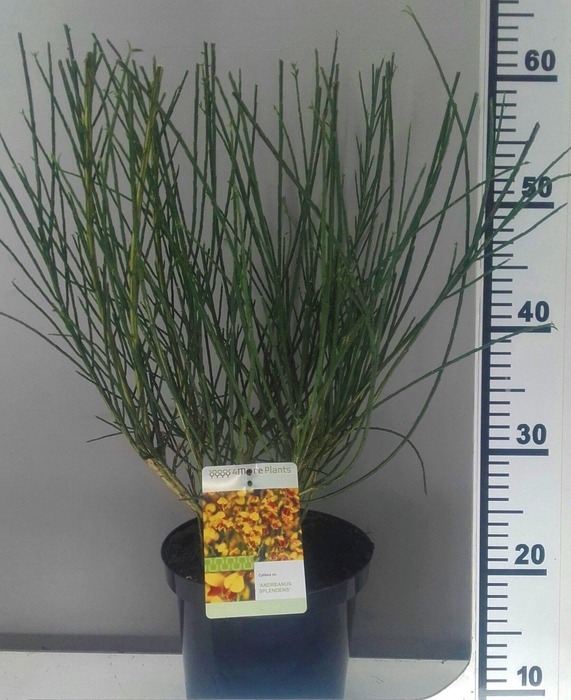 <h4>Cytisus Anderanus Splendens</h4>