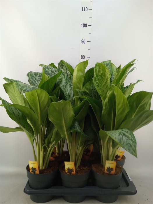 <h4>Aglaonema  'Greenlight'</h4>
