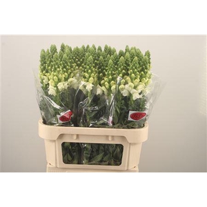 Antirrhinum Nl. White Antibes