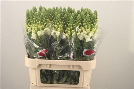 <h4>Antirrhinum Nl. White Antibes</h4>