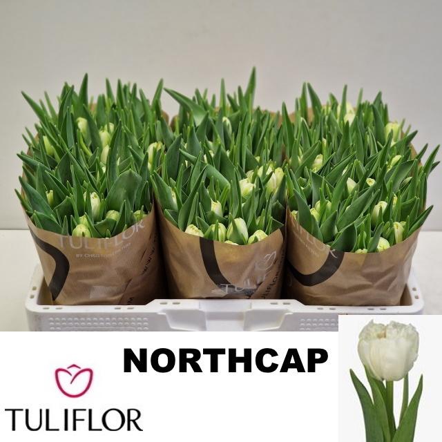 <h4>TU DU NORTHCAP</h4>