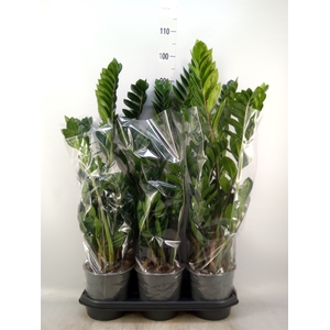 Zamioculcas zamiifolia
