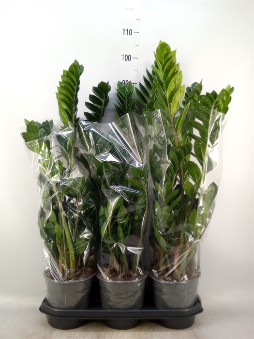 <h4>Zamioculcas zamiifolia</h4>