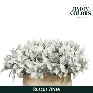 Ruscus L60 Klbh. Wit