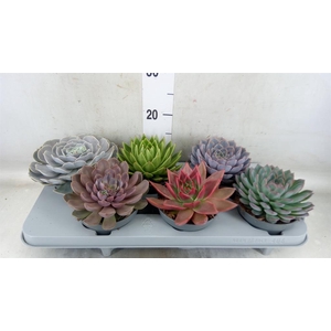 Echeveria   ...mix
