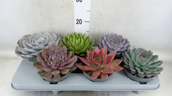 <h4>Echeveria   ...mix</h4>